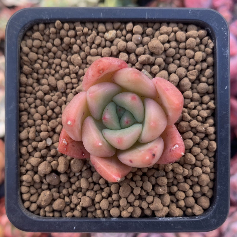 Echeveria Agavoides 'Chimera' 1" Small Succulent Plant