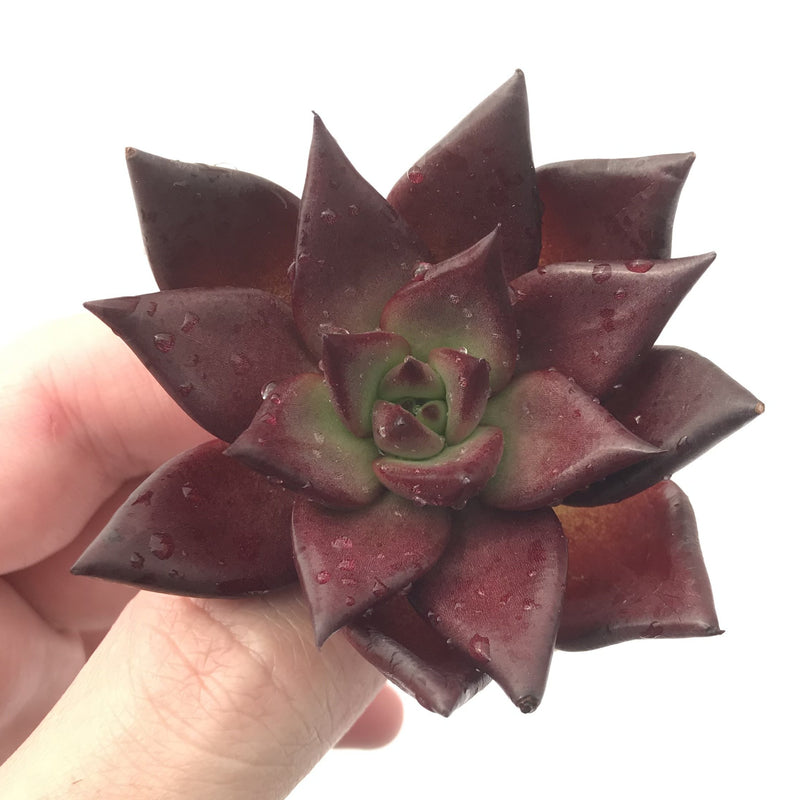 Echeveria Agavoides 'Luming' 2"-3" Rare Succulent Plant