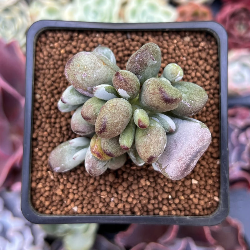 Cotyleydon Orbiculata Var. 'Hoppi' Variegated 2" Cluster Succulent Plant