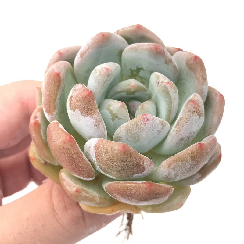 Echeveria 'Orange Monroe' 2" Rare Succulent Plant