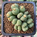 Conophytum 'Uviforme' 1" Succulent Plant