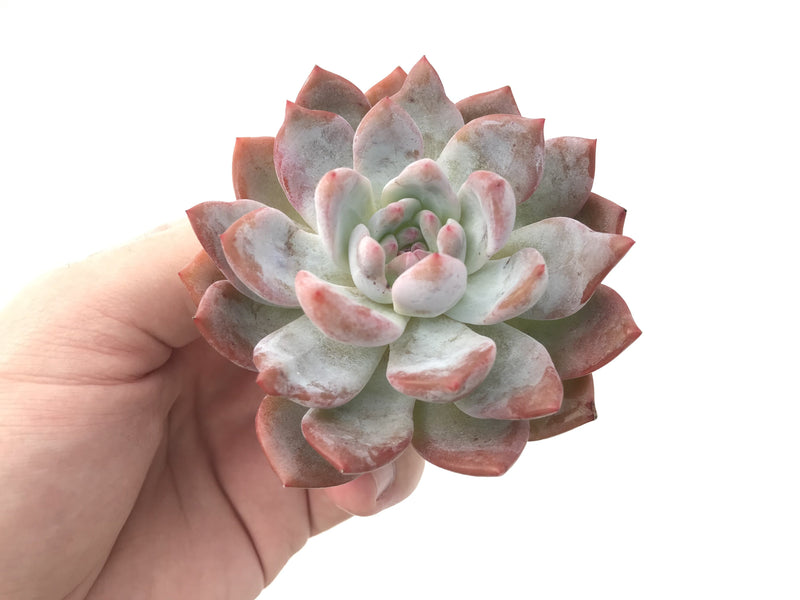 Echeveria 'Elegans Potosina' 3" Powdery Succulent Plant