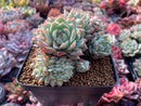 Echeveria 'Tippy' Crested Cluster 4" Succulent Plant