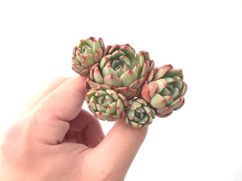 Echeveria 'Nanahukumini' Cluster 3" Succulent Plant