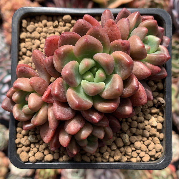 Pachyveria 'Paradoxa' 2" Cluster Succulent Plant