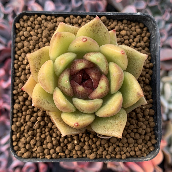 Echeveria Agavoides 'Black Rose' 2"-3" Succulent Plant