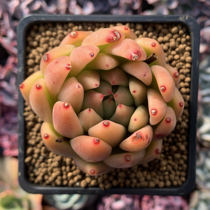 Echeveria Agavoides 'Pink Maria' 2"-3" Succulent Plant