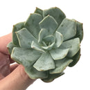 Echeveria 'Milkis' New Hybrid 3" Rare Succulent Plant