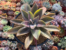 Graptoveria 'Fred Ives' Variegated 5" Large Cutting Succulent Plant