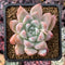 Echeveria 'Sublime' 3" Succulent Plant