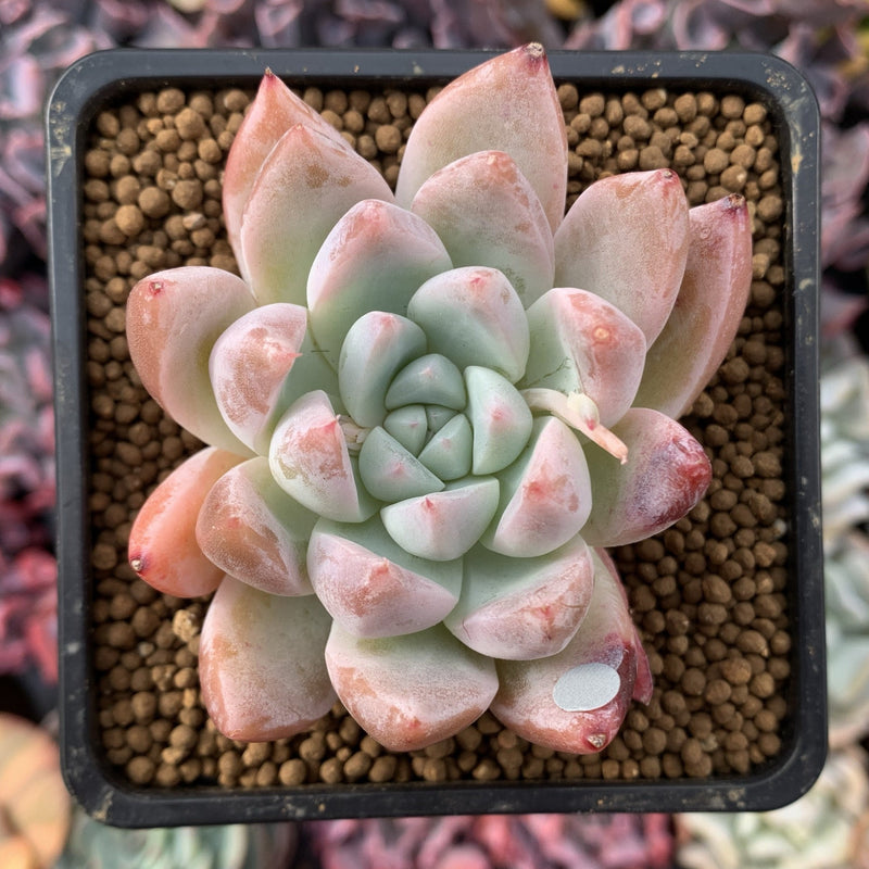 Echeveria 'Sublime' 3" Succulent Plant