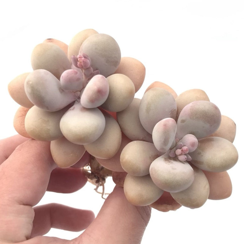 Graptopetalum 'Amethystinum’ Double Head 3” Rare Succulent Plant