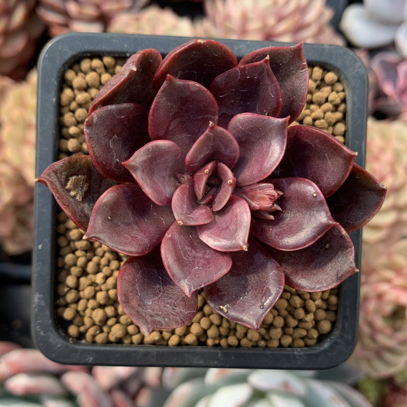 Echeveria 'Mina' 2" Succulent Plant