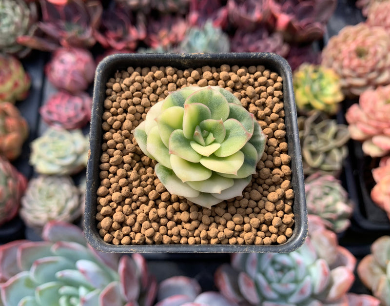 Echeveria 'Nicksana' Variegated 1/2" Very Small Succulent Plant