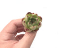 Echeveria Agavoides sp. Small 1" Succulent Plant