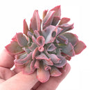 Echeveria Trumpet Pinky Double-Headed Cluster 3” Rare Succulent Plant