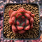 Echeveria Agavoides 'Maxmon' 1" Succulent Plant