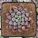 Pachyphytum 'Angels Finger' 2" Succulent Plant