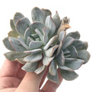 Echeveria 'Exotic' Double-Headed Cluster 4" Powdery Succulent Plant