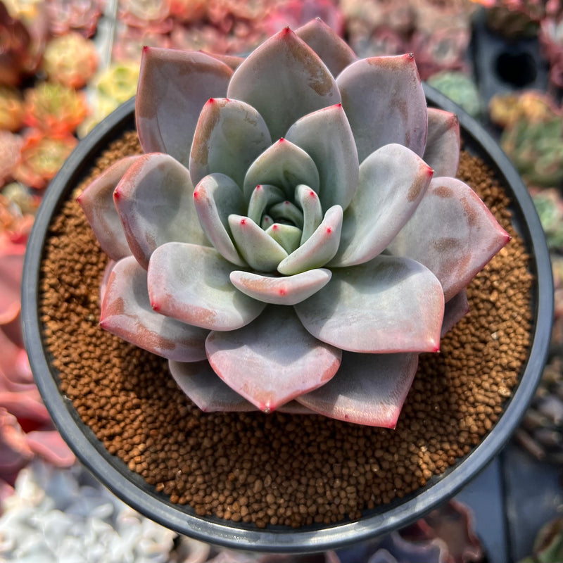 Echeveria 'Purple Champaign' 3