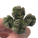 Crassula 'Buddha's Temple' 1"-2" Cluster Succulent Plant