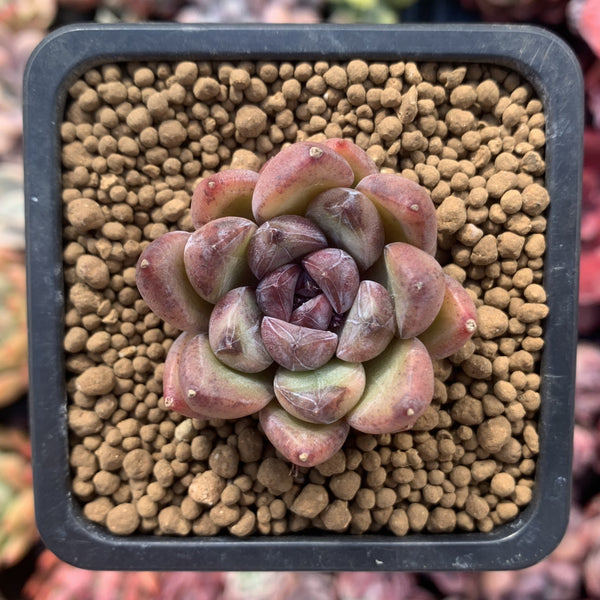 Echeveria Agavoides 'Black Queen' 1"-2" Succulent Plant