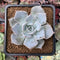 Echeveria 'Sabrina' 1"-2" New Hybrid Succulent Plant