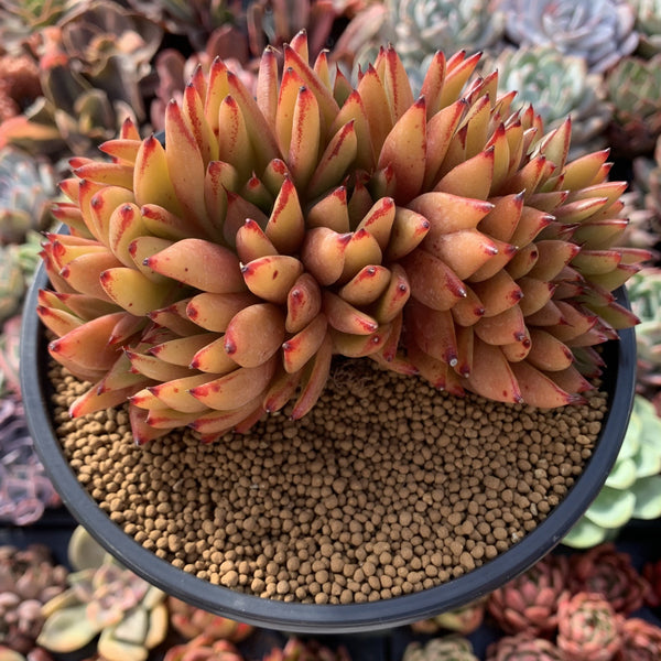 Echeveria Agavoides 'Elkhorn' Crested Cluster 5"-6" Succulent Plant