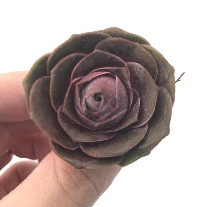 Greenovia 'El Hiero' 1"-2" Rare Succulent Plant