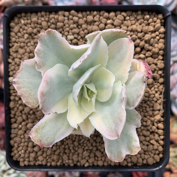 Echeveria 'Japan Moon River' Variegated 3" Succulent Plant