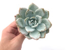 Echeveria 'Ivory' 4" Powdery Succulent Plant