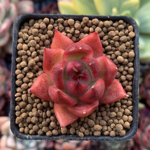 Echeveria Agavoides sp. 1" Small Succulent Plant