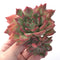 Echeveria Agavoides 'Floriditi' 4" Cluster Succulent Plant