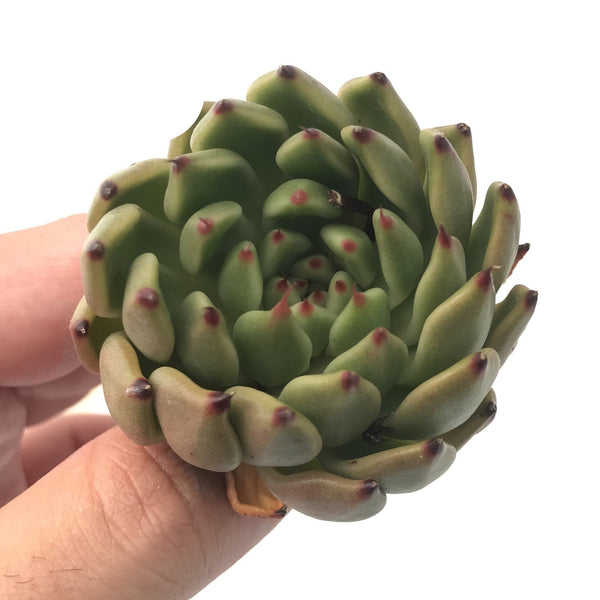 Echeveria Agavoides 'Golden Bear'' 1"-2" Rare Succulent Plant