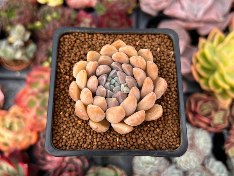 Graptoveria 'Highstone' 2" Powdery Succulent Plant