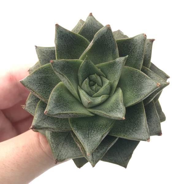 Echeveria 'Dionysos' 2"-3" Succulent Plant