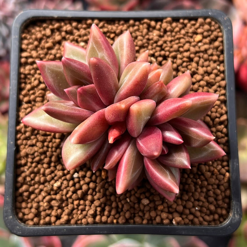 Pachyphytum 'Tivoli' 1"-2" New Hybrid Succulent Plant