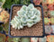 Sedum 'Clavatum' Variegated 2"-3" Succulent Plant