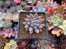 Pachyphytum 'Angel Finger' 1" Succulent Plant