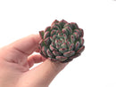 Echeveria 'Vivace' 1"-2" Succulent Plant