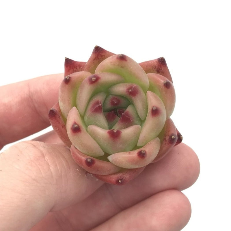 Echeveria sp. 1" Seedling Rare Succulent Plant