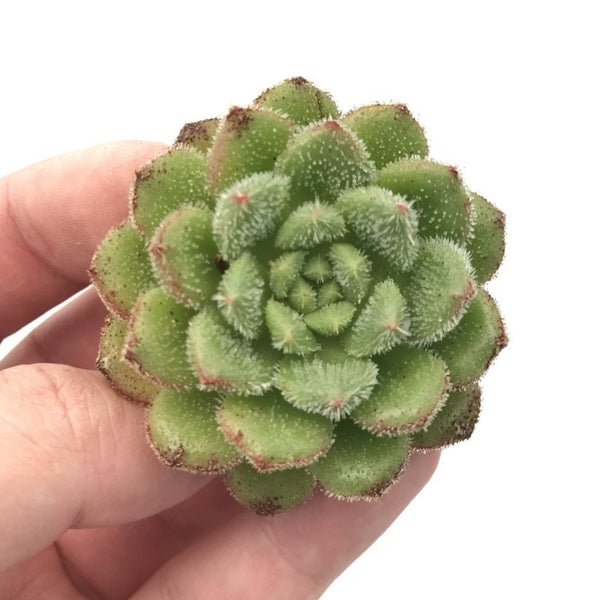 Echeveria ‘Christmas Carol’ 1" Rare Succulent Plant