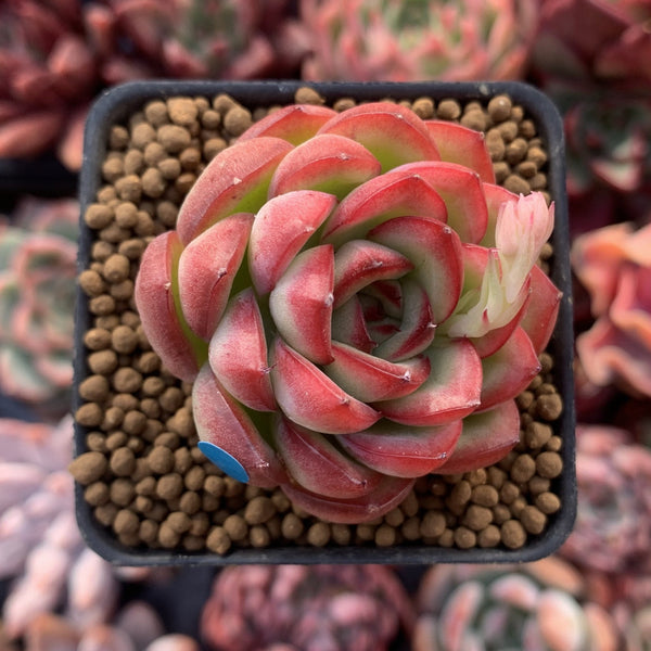 Echeveria Agavoides 'Pokeball' 1"-2" New Hybrid Succulent Plant