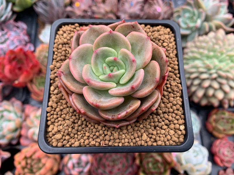 Echeveria 'White Champaign' Hybrid 2" Succulent Plant