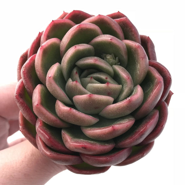 Echeveria Agavoides Sp 3” Rare Succulent Plant