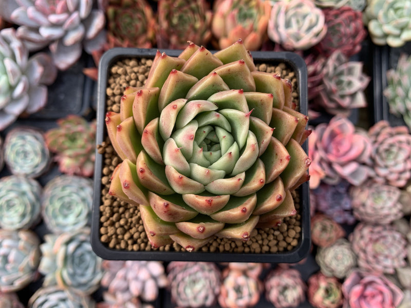 Echeveria Agavoides 'Spicy' 3" Succulent Plant