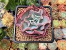 Echeveria 'Audrey Fair' 2" Succulent Plant