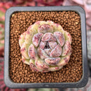 Echeveria 'Amethyst' 1"-2" Succulent Plant