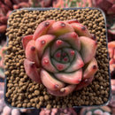 Echeveria Agavoides 'Honey Pink' 2" Succulent Plant