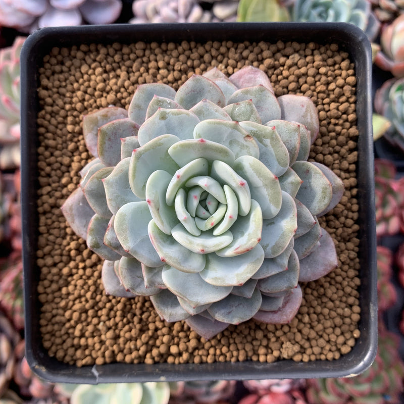 Echeveria 'Raffine' 3" Powdery Succulent Plant